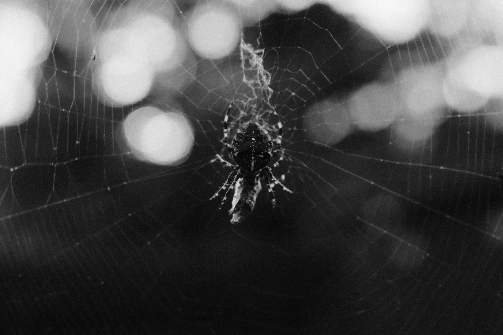 interstice — Spengy Photography