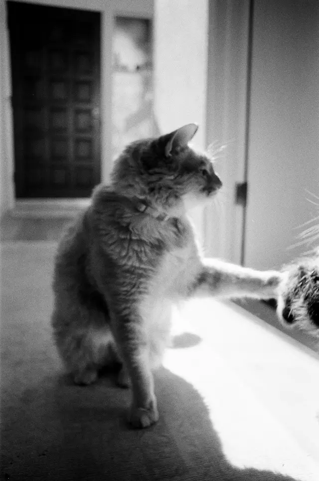 Photography by Jon Spengeman